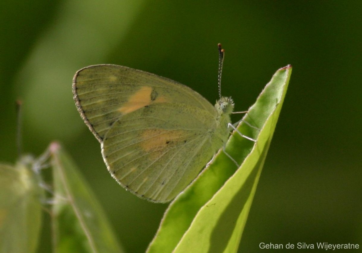 Colotis amata Fabricius, 1775